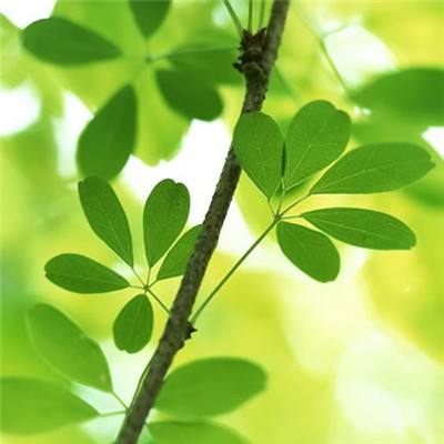 决战奇岩城游戏(暂未上线)v1.0 安卓版